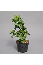 Ginkgo biloba Troll C8 Lit. 40-50 cm