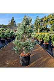 Pinus koraiensis Silveray C18 Lit. 60-80 cm