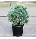 Pinus flexilis Pygmaea C18 Lit. 50-60 cm