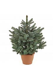 Picea pungens Super Blue C7,5 Lit. 40-50 cm