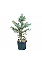 Picea pungens Super Blue C2,5 lit. 25-30 cm
