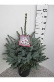 Picea pungens Super Blue C15 Lit. 70-90 cm