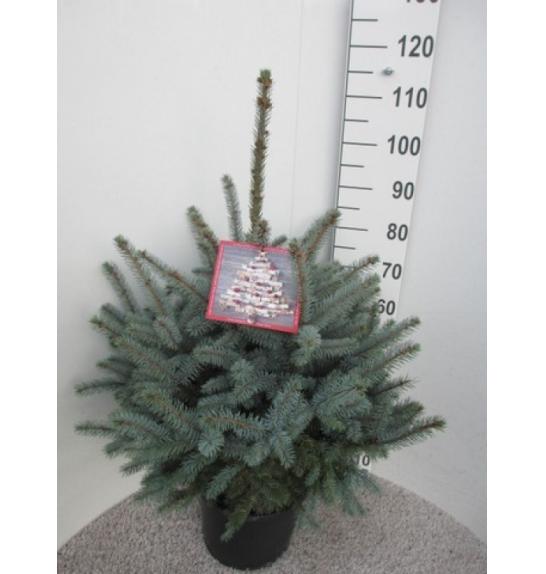 Picea pungens Super Blue C15 Lit. 70-90 cm