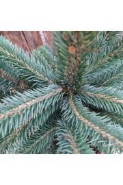 Picea pungens Super Blue C10 Lit 50-60 cm
