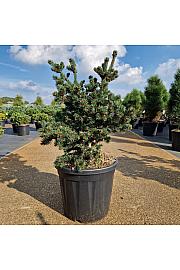 Picea pungens Luckey Strike C20 Lit. 50-60 cm