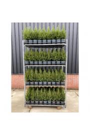 Picea glauca Conica Ø15 30-40 cm