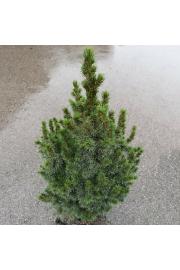 Picea glauca Conica C5 Lit. 70-80 cm