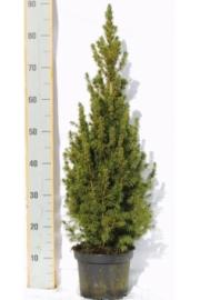 Picea glauca Conica C3 Lit. 60-70 cm