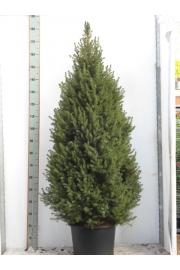 Picea glauca Conica C25 Lit. 150-160 cm