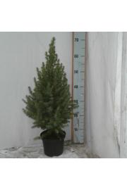Picea glauca Conica C2 Lit. 40-50 cm