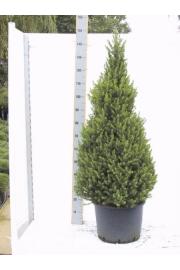 Picea glauca Conica C10 Lit. 120-130 cm