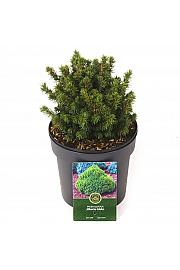 Picea glauca Alberta Globe C2,5 Lit. 15-20 cm