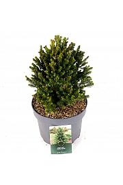 Picea abies Wills Zwerg C5 Lit. 30-40 cm
