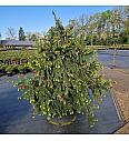 Picea abies Acrocona C280 Lit. 140-160 cm