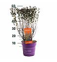 Physocarpus op. Little Devil® C3 Lit. 40/+ cm