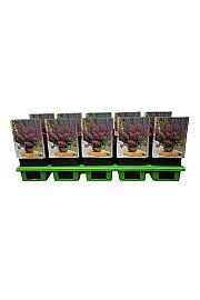 Phygelius rectus Kapi slatkiša Ruža Ø11