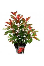 Photinia fraseri Red Robin C5 Lit. 60-80 cm
