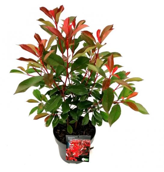 Photinia fraseri Red Robin C5 Lit. 60-80 cm