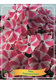Phlox Peppermint Twist Ø11