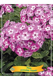 Phlox paniculata Uspech Ø11