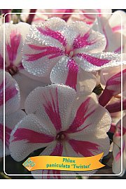 Phlox paniculata Twister Ø11