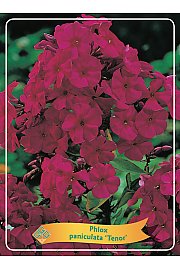 Phlox paniculata Tenor Ø11