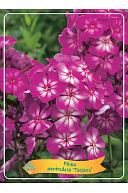Phlox paniculata Tatjana Ø11