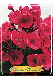 Phlox paniculata Strawberry Daiquiri ® Ø11