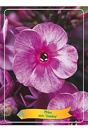 Phlox paniculata Smokey Ø11