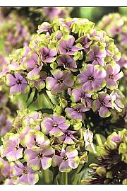 Phlox paniculata Sherbert Blend ® Ø11