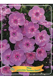 Phlox paniculata Rainbow Dancer Ø11