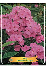 Phlox paniculata Pinky Hill Ø11