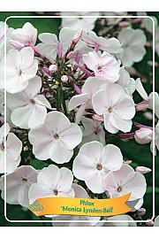 Phlox paniculata Monica Lynden-Bell Ø11