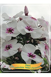 Phlox paniculata Mikes Favourite Ø11