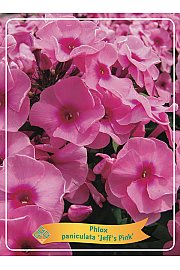 Phlox paniculata Jeffs Pink Ø11