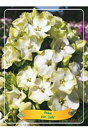Phlox paniculata Jade Ø11