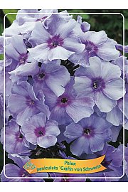Phlox paniculata Gräfin von Schwerin Ø11