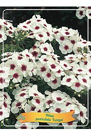 Phlox paniculata Europa Ø11