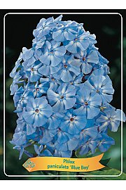 Phlox paniculata Blue Boy Ø11