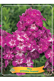 Phlox paniculata Anastasia Ø11