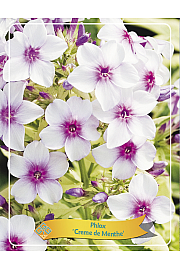 Phlox Creme de Menthe Ø11