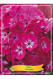 Phlox Christelle Ø11