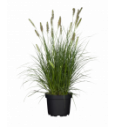 Pennisetum alop. Hameln C2 lit.20-40 cm