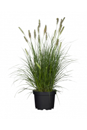 Pennisetum alop. Hameln C2 lit.20-40 cm