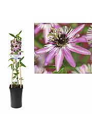Passiflora Victoria C2,5 Lit. 40-60 cm