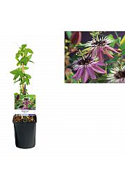 Passiflora Victoria C1 Lit. 20-30 cm