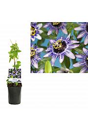 Passiflora Damsel's Delight C1 Lit. 20-30 cm