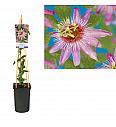 Passiflora Anastasia C2,5 Lit. 40-60 cm