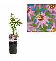 Passiflora Anastasia C1 Lit. 20-30 cm