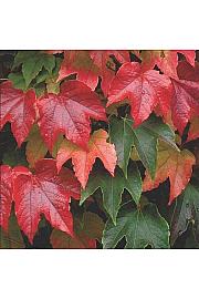 Parthenocissus tricuspidata Veitchii C2.5 Lit. 40-60 cm